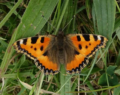 UK Butterflies - Аберрации картинки