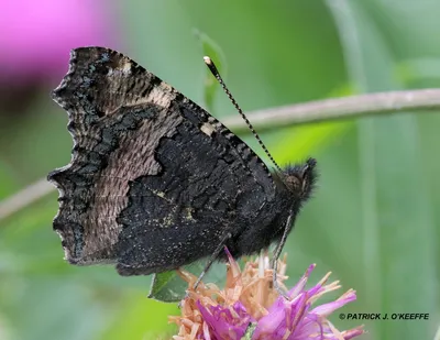 Сырые птицы: МАЛЕНЬКАЯ ЧЕРЕПАХОВАЯ БАБОЧКА (Aglais urticae) Lullymore West Bog, Lullymore, Co. Kildare, Ирландия картинки