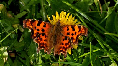 Запятая (альбом Polygonia c) - Butterflies - Woodland Trust картинки