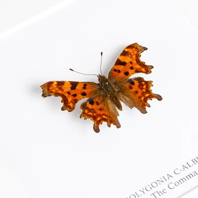 The Comma Butterfly in Box Frame (c-альбом Polygonia) картинки