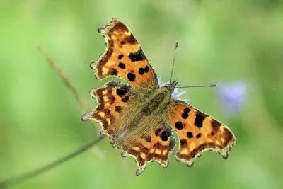 Германия, бабочка Comma, альбом Polygonia c, сидящая на цветке стоковое фото картинки