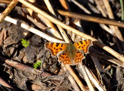 Премиум Фото | Бабочка-запятая polygonia calbum сидит на сухих листьях весенним утром в московской области россии картинки