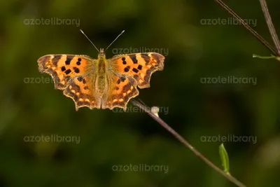 Comma Butterfly (Polygonia c-album) — Скачать стоковое фото сейчас : Azote Library картинки