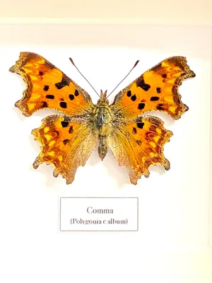 Comma polygonia C-альбом Настоящий образец бабочки в рамке. - Этси Ирландия картинки