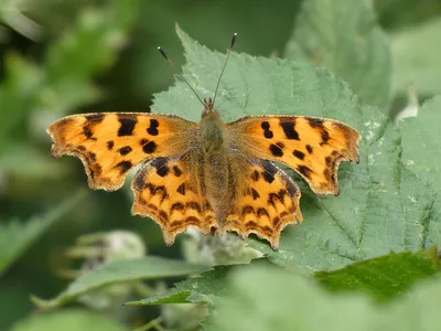 Запятая - Заповедник Southwick Country Park картинки