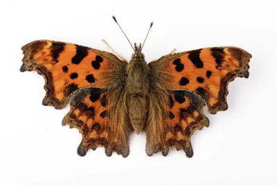 Comma, Polygonia c-альбом стоковое фото картинки