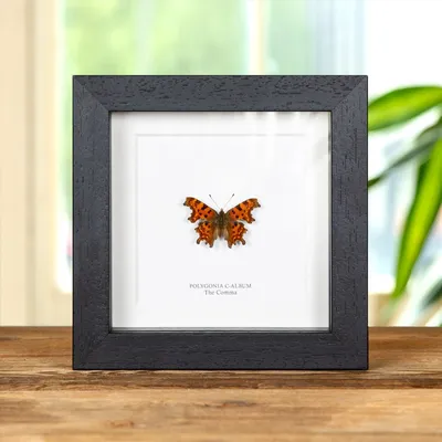 The Comma Butterfly in Box Frame (c-альбом Polygonia) картинки