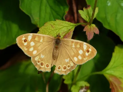 UK Butterflies - Аберрации картинки