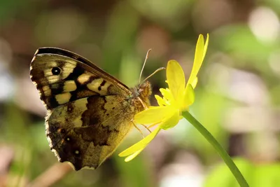 Файл:Крапчатая древесная бабочка (Pararge aegeria) underside.jpg — Wikimedia Commons картинки