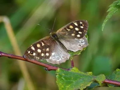 UK Butterflies - Аберрации картинки