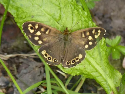 UK Butterflies - Аберрации картинки