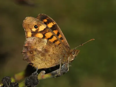 Файл:Butterfly April 2008-2a.jpg — Википедия картинки