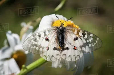 Бабочка Аполлон (Parnassius apollo) ищет нектар с маргаритки; Астория, штат Орегон, Соединенные Штаты Америки — Фото — Dissolve картинки