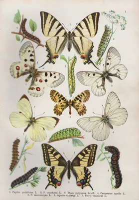 редкий парусник (Iphiclides podalirius), обыкновенный желтый парусник (Papilio machaon), южный гирлянда (Zerynthia polyxena), аполлон-бабочка (Parnassius apollo), аполлон дымчатый (Parnassius mnemosyne), чернопрожилковый белый (Aporia crataegi), крупный... картинки