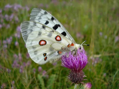 Parnassius apollo – бабочка Аполлон | Галисика картинки