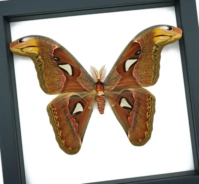 atlas moth Archives - Butterfly Designs USA Реальные бабочки в рамке \ u0026 Insects картинки