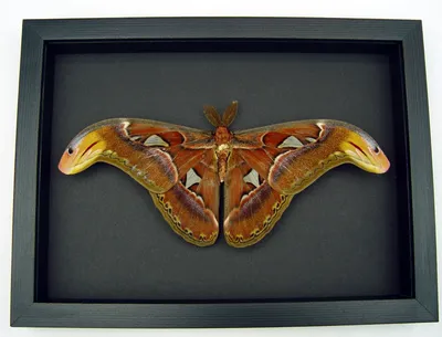 Отдыхающий атласный мотылек - Attacus Atlas Male Large - Настоящая таксидермия в рамке картинки