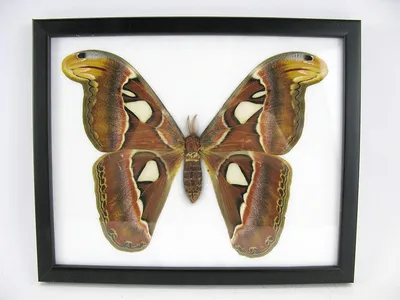 asiahouse24 Atlas Moth - Самка - Attacus Atlas - Atlas - Подлинно подготовленная бабочка, установленная под стеклом в черной деревянной раме ручной работы - 28x23 см : Amazon.de: Home & U0026 Kitchen картинки