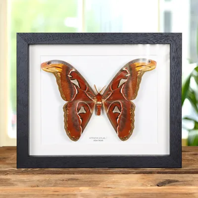 Самец атласной бабочки в рамке коробки (Attacus atlas) картинки