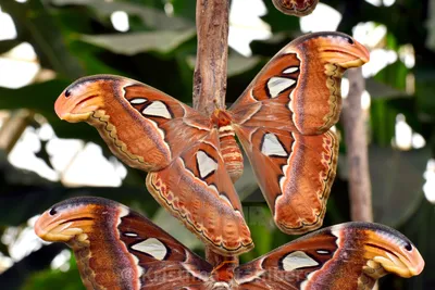 Бабочка Atlas Moth, Парк бабочек Бенальмадены — Лицензия, скачать или распечатать за 4,59 фунтов стерлингов | Фотографии | Пикфер картинки