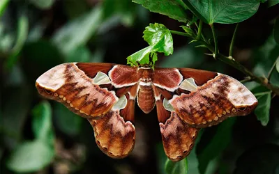 Атлас Мотылек Бабочка Attacus - Бесплатное фото на Pixabay картинки