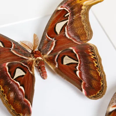 Пара Atlas Moth в коробчатой ​​рамке (Attacus atlas) картинки