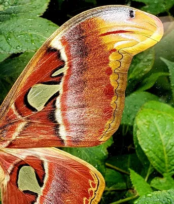 Настоящая бабочка Attacus Atlas в рамке - самец и самка - Butterfly Utopia картинки