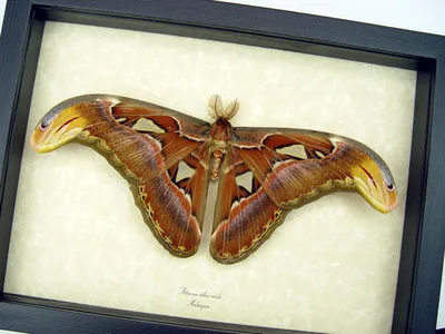 Отдыхающий атласный мотылек - Attacus Atlas Male Large - Настоящая таксидермия в рамке картинки