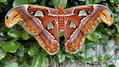 Атласная моль (Attacus atlas) · iNaturalist картинки