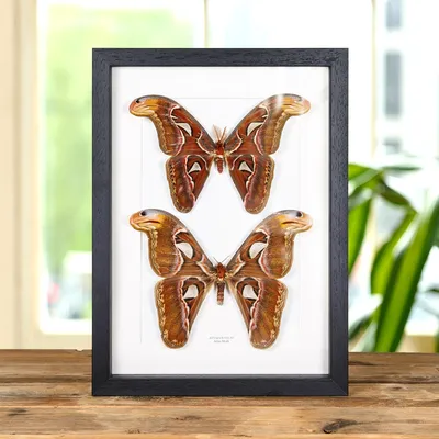 Пара Atlas Moth в коробчатой ​​рамке (Attacus atlas) картинки