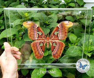 Настоящая бабочка Attacus Atlas в рамке - самец и самка - Butterfly Utopia картинки