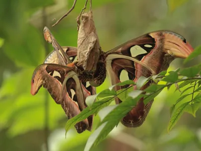 Бабочки Вьетнама: Attacus atlas (Атласский мотылек) картинки