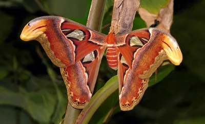 Attacus Atlas: самая большая бабочка в мире | Принять и магазин картинки