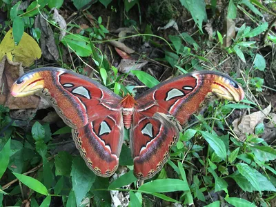 Атласная моль (Attacus atlas) · iNaturalist картинки