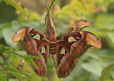 Бабочки Вьетнама: Attacus atlas (Атласский мотылек) картинки