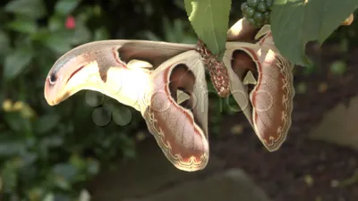 Атлас мотылька стоковые видеоматериалы | видео без лицензионных платежей Atlas Moth | Пруд5 картинки