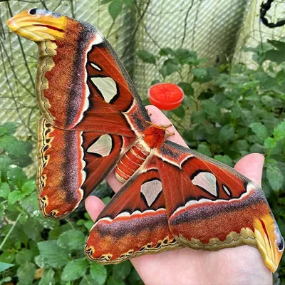 Тропические бабочки Великобритании в Instagram: «Гигантская атласная моль, Attacus atlas #butterfly #butterflies #butterflyhouse #butterflyfarm #greenh… | Атласская моль, Бабочка, Мотылек картинки