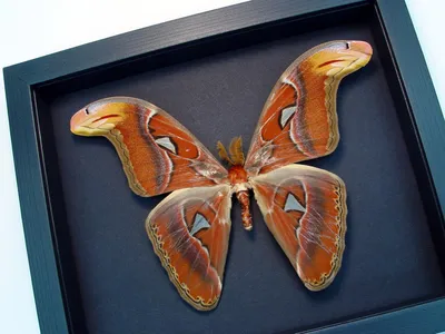 ooak Attacus Atlas Male - Moth - змеиная голова - Real Framed Moth картинки