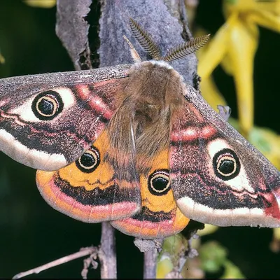 10 привлекательных мотыльков семейства Saturniidae: факты и фотографии картинки