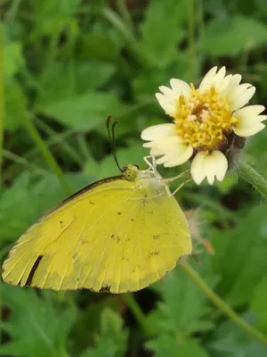 Маленькая желтая - eurema lisa | Фото птиц, Животные, Птицы картинки