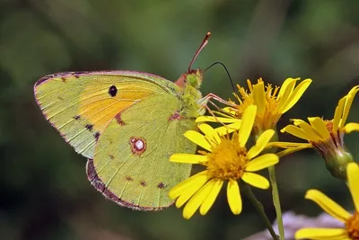 Colias croceus — Википедия картинки