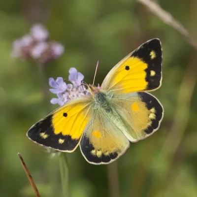 Дымчатый желтый - Colias croceus - Бабочки Нортумберленда картинки