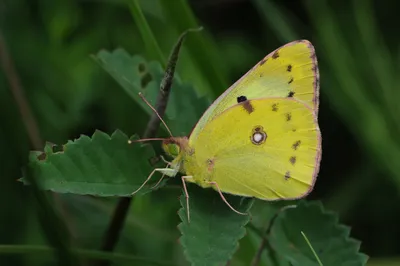 Colias hyale , бледно-желтая бабочка с облаками от Böhringer Friedrich картинки