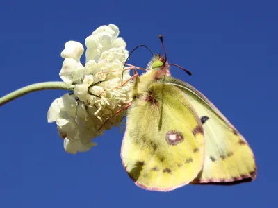 Бабочка-желтая дымчатая (COLIAS HYALE) - Брашов, Ro. | Flickr картинки