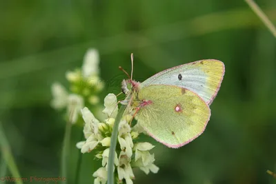 Бледно-желтая бабочка с облаками (Colias hyale), фото WP43893 картинки