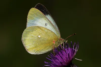 UK Butterflies - Moorland Clouded Yellow - Colias palaeno картинки