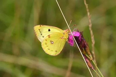 Затуманенная желтая бабочка Colias croceus НАБОР x1 Женский образец Франция # j01 Коллекционные предметы для животных YA9634470 картинки