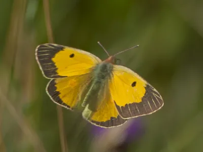 UK Butterflys - Clouded Yellow - Colias croceus картинки