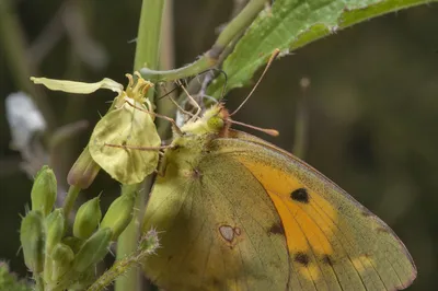 Фото 1501-25: Дымчатая желтая бабочка (Colias croceus) на ферме... Иркая. Юго-западный Катар картинки