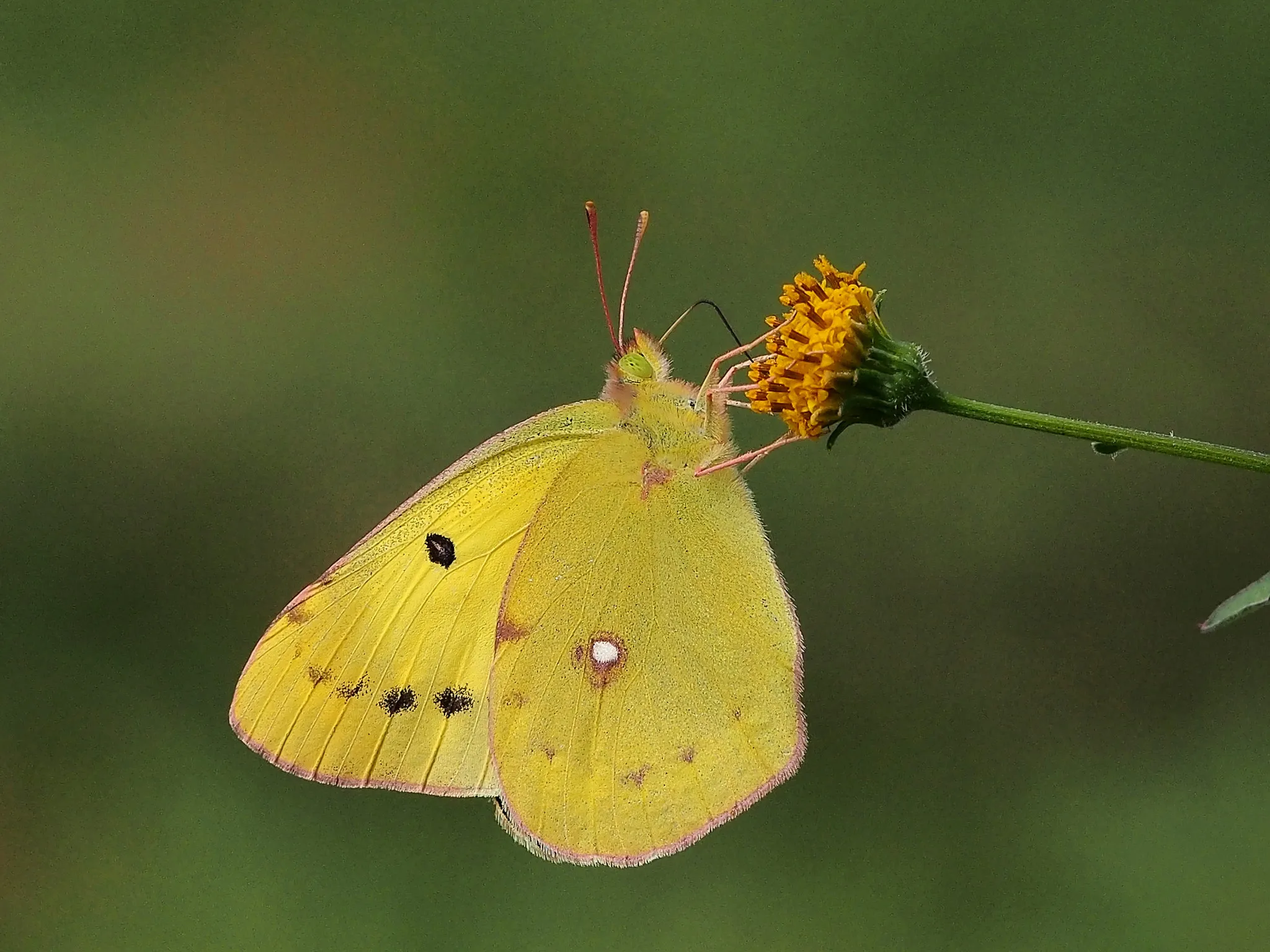 Лимонница желтая бабочка сидит